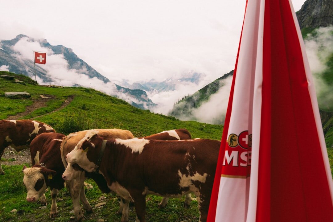 swiss business professionals